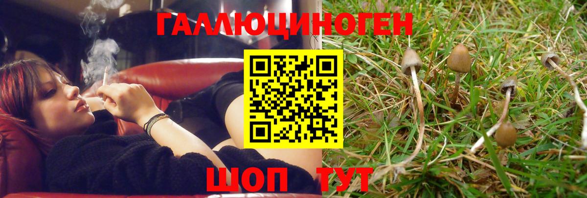 Псилоцибиновые грибы Psilocybe Североуральск